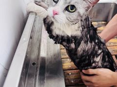 -喵百万·布偶·蓝金金渐层英短·猫舍(百子湾店)