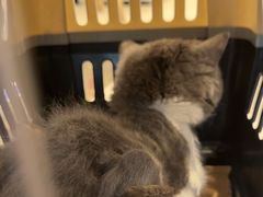 -宠颐生汉谟拉比宠物医院