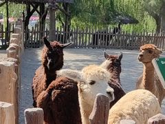 -上海野生动物园