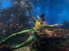 -海棠湾洲际-涛·海底餐厅·美人鱼·自助餐·海底隧道