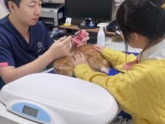 -美联众合爱康动物医院•复杂内科•肿瘤科•牙科•腔镜诊疗中心