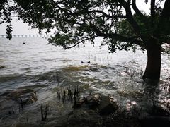 -宝安西湾红树林湿地公园