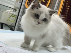 -美美宠物诊疗中心·异宠·骨科(滨江东信分院)