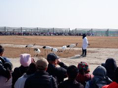 -盐城丹顶鹤湿地生态旅游区