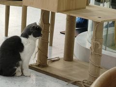 -喵园·猫主题咖啡厅·撸猫·猫咖(国贸店)