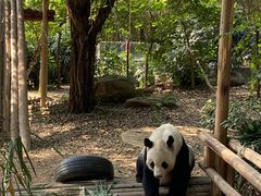 -深圳野生动物园