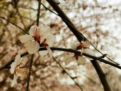 -桃花堤公园