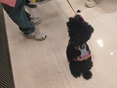 -帕帕拉兹宠物(亚洲旗舰店)