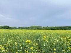 -御道口草原森林风景区