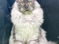 -十年猫舍·猫咪专门店(普陀店)