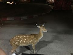 -清迈夜间动物园