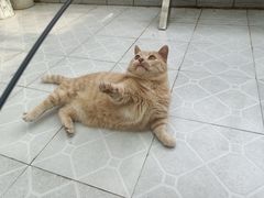 -美联众合动物医院(·中兽医·疑难杂症·严家桥分院)