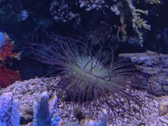 -芜湖新华联大白鲸海洋公园