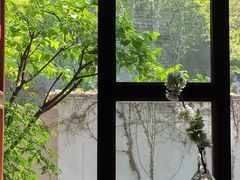 -两棵枇杷树
