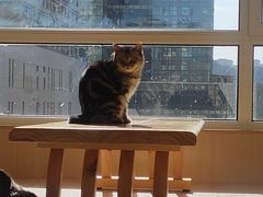 -鼓捣猫呢主题猫咖店
