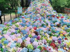 -上海共青森林公园