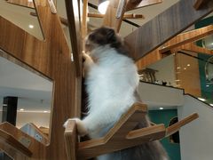 -飞行喵MR PILOT|猫舍·猫咖(静安大融城店)