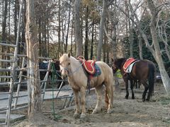 -上海海湾国家森林公园