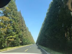 -黄海国家森林公园