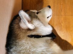 -Husky Go! 哈士奇体验馆·宠物咖啡厅狗咖