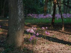 -杭州植物园