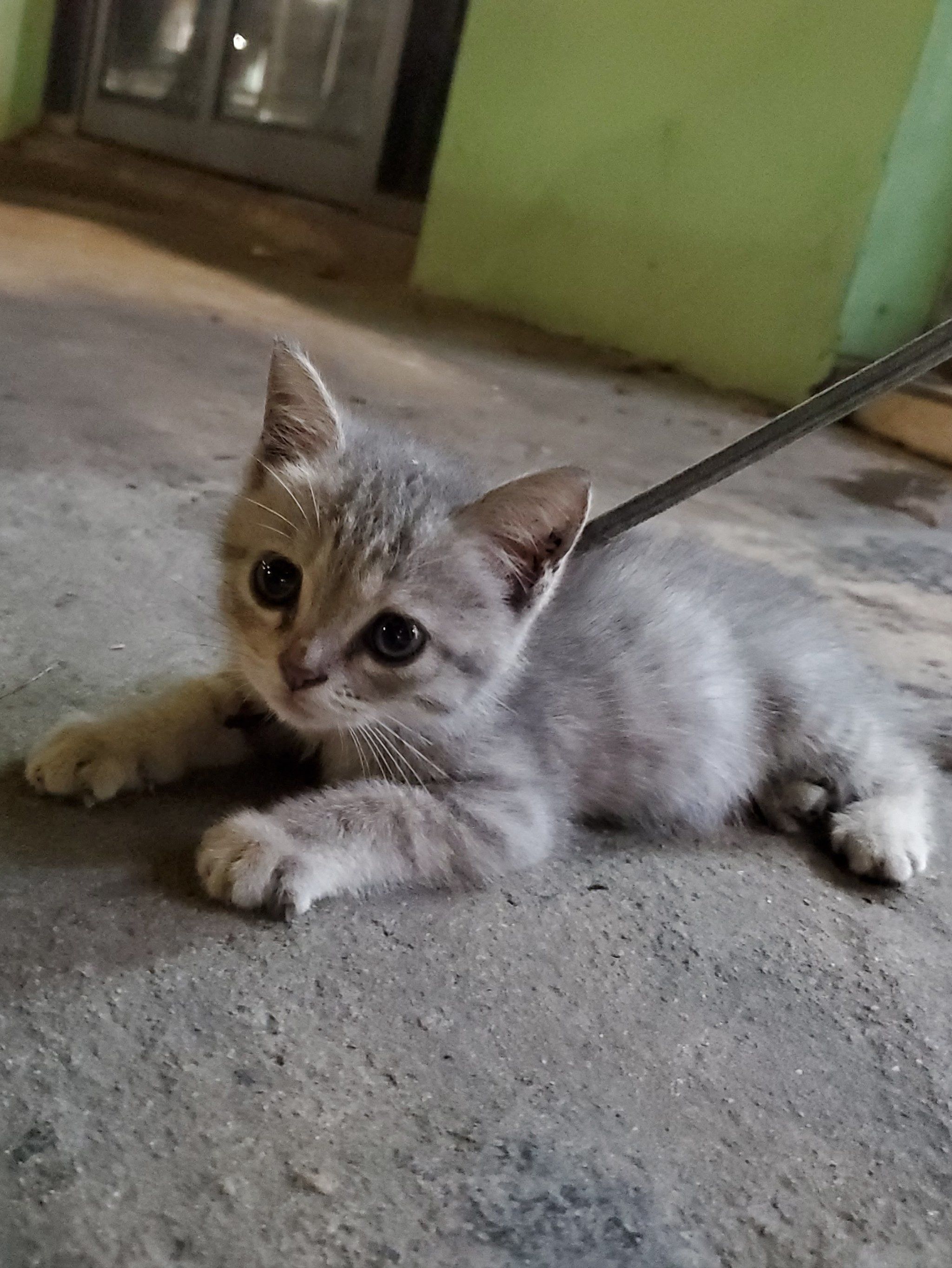 路边的小猫咪咪