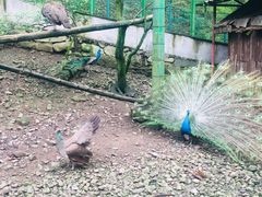 -藏龙百瀑风景区