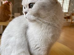 -Let's go狗咖·猫咖·奶狗·桌游(春熙路IFS店)