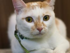 -Again Coffee Roaster(香蜜湖店)