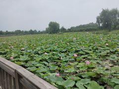 -羊亭河湿地公园