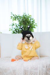 -小熊维尼高端儿童摄影(南山信和店)