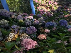 -广西壮族自治区药用植物园