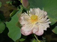 -厦门园林博览苑