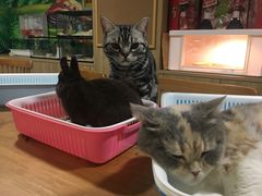 -藦茜花园宠物主题亲子互动体验馆(国顺东路店)