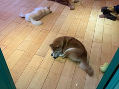 -喜柴咖啡·柴犬狗咖