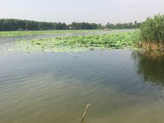 -白洋淀景区