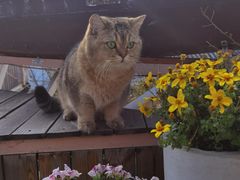 -喵屿·大理花园猫咖