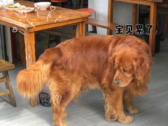 -大邑李记肥肠血旺