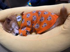 -逗柴咖啡屋·狗咖猫咖宠物桌游
