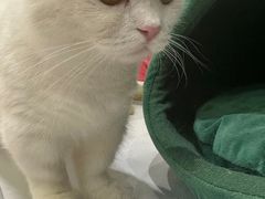 -COLOR PETS 撸猫馆·购猫·猫咖(长风大悦城店)