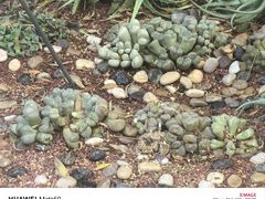 -北京植物园-展览温室