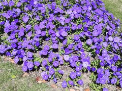 -上海市龙华烈士陵园