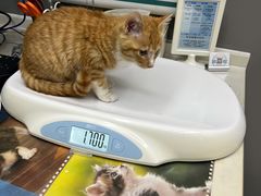 -关爱宠物医院·猫科中心·消化科(滨湖万达分院)