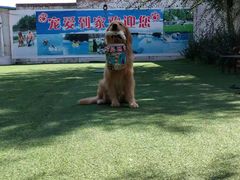 -宠物寄养训练学校