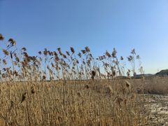 -上海吴淞炮台湾国家湿地公园