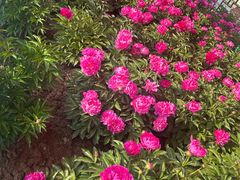 -洛阳市隋唐城遗址植物园