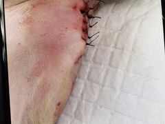 -关爱动物医院·心脏·中兽医·异宠(金牛路分院)