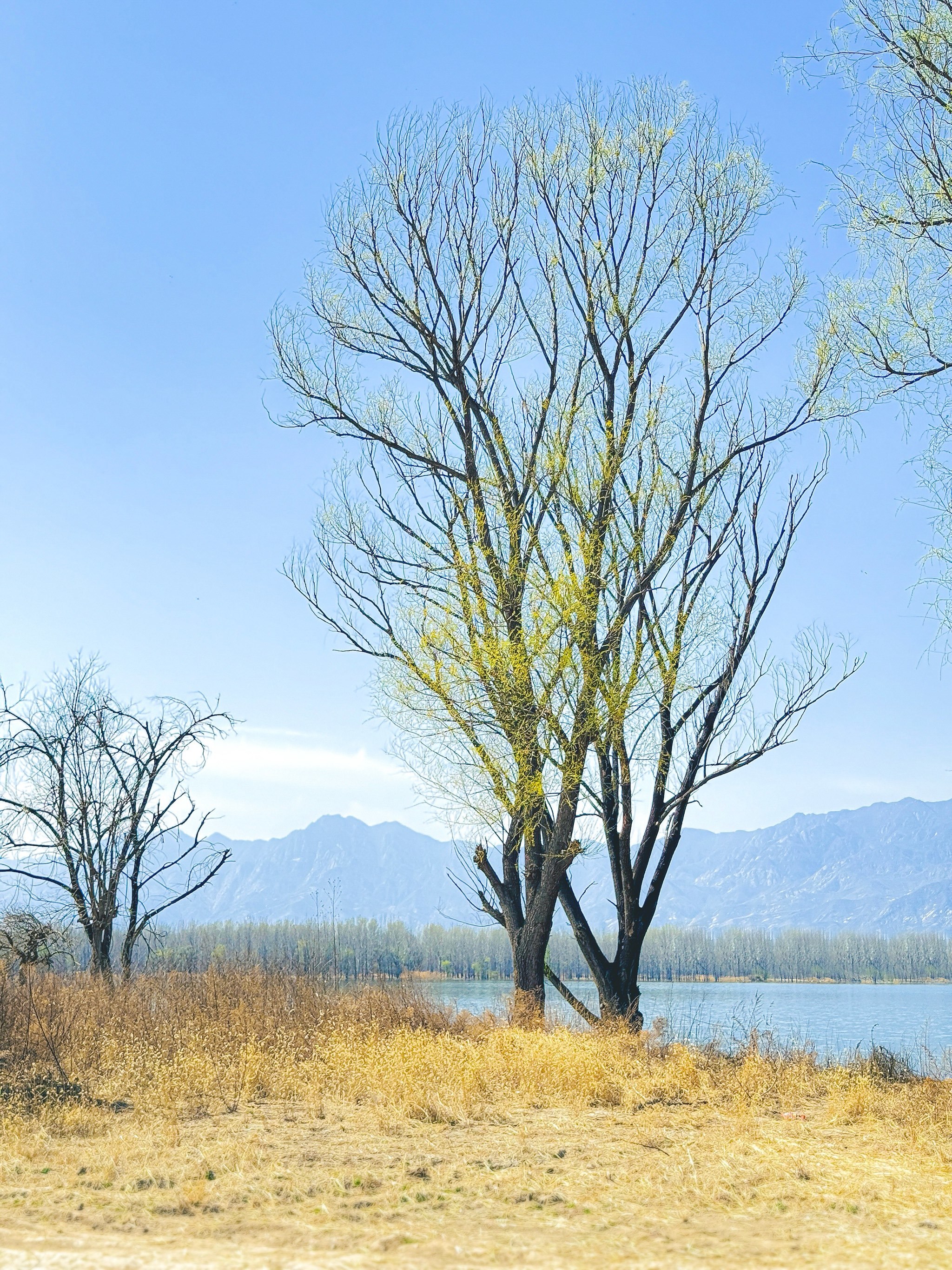 出发把车开到五棵树水边去