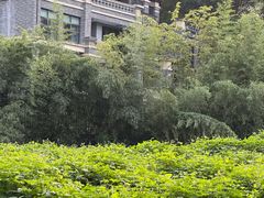 -重庆彩云湖湿地公园