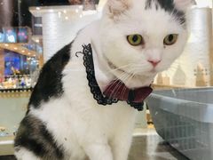 -藏猫猫咖啡主题馆(中央大道店)